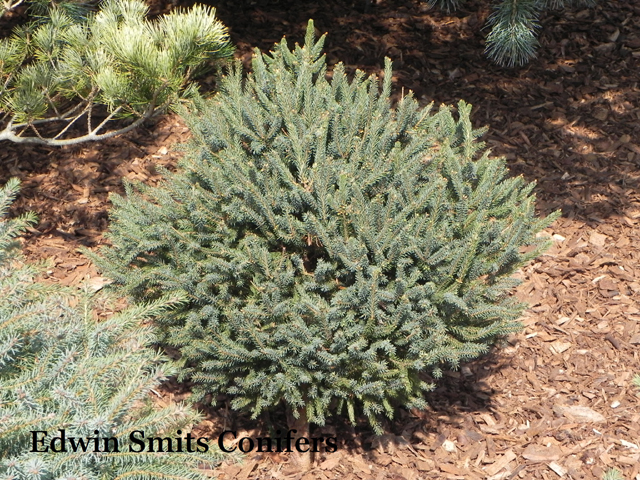 Picea mariana 'Ben'